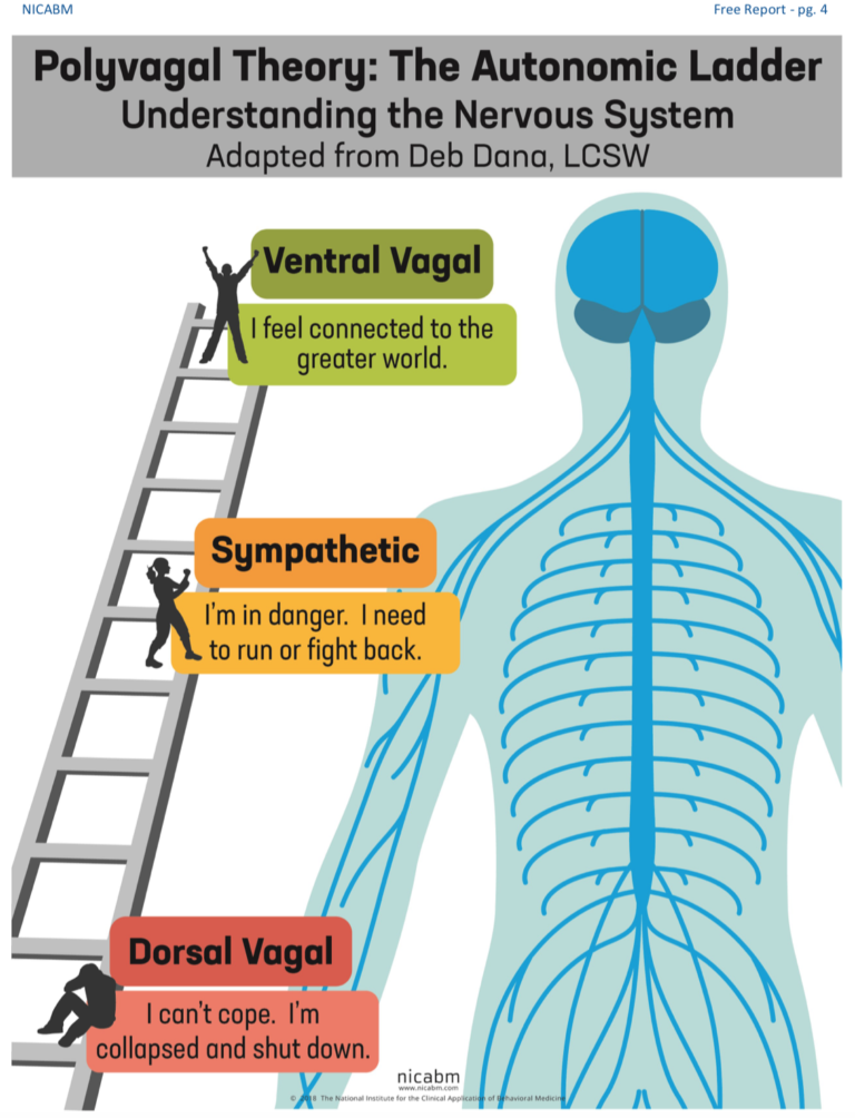 polyvagal-theory-richard-bamford-therapy